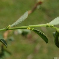 Phyllanthus maderaspatensis L.